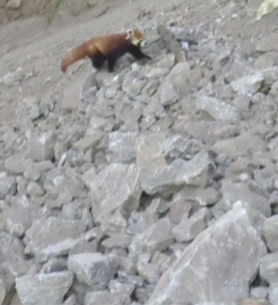 Red panda crossing rock spoil on a slope