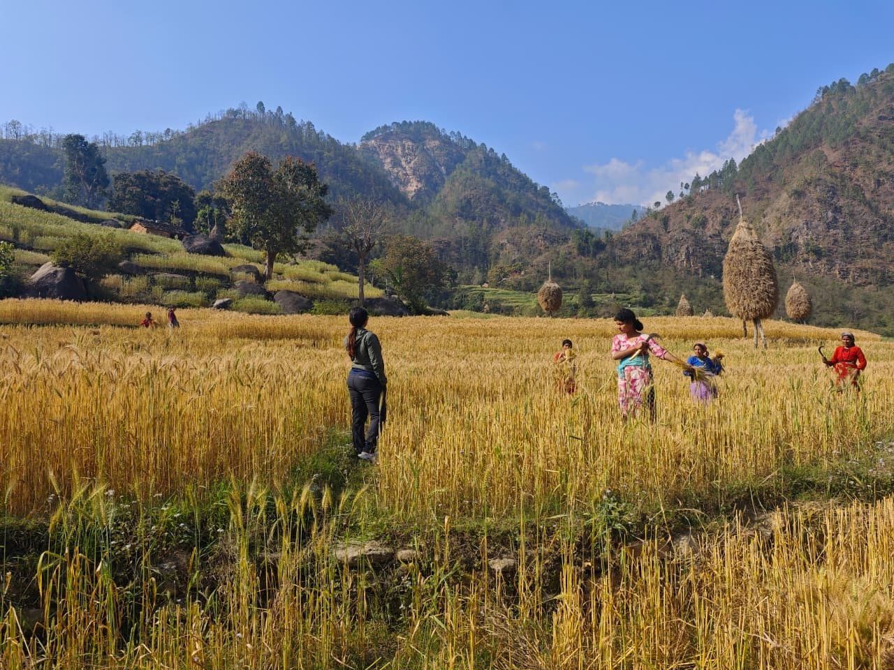 Elisha Ghimire in a golden wheat field with women harvesting, hills behind