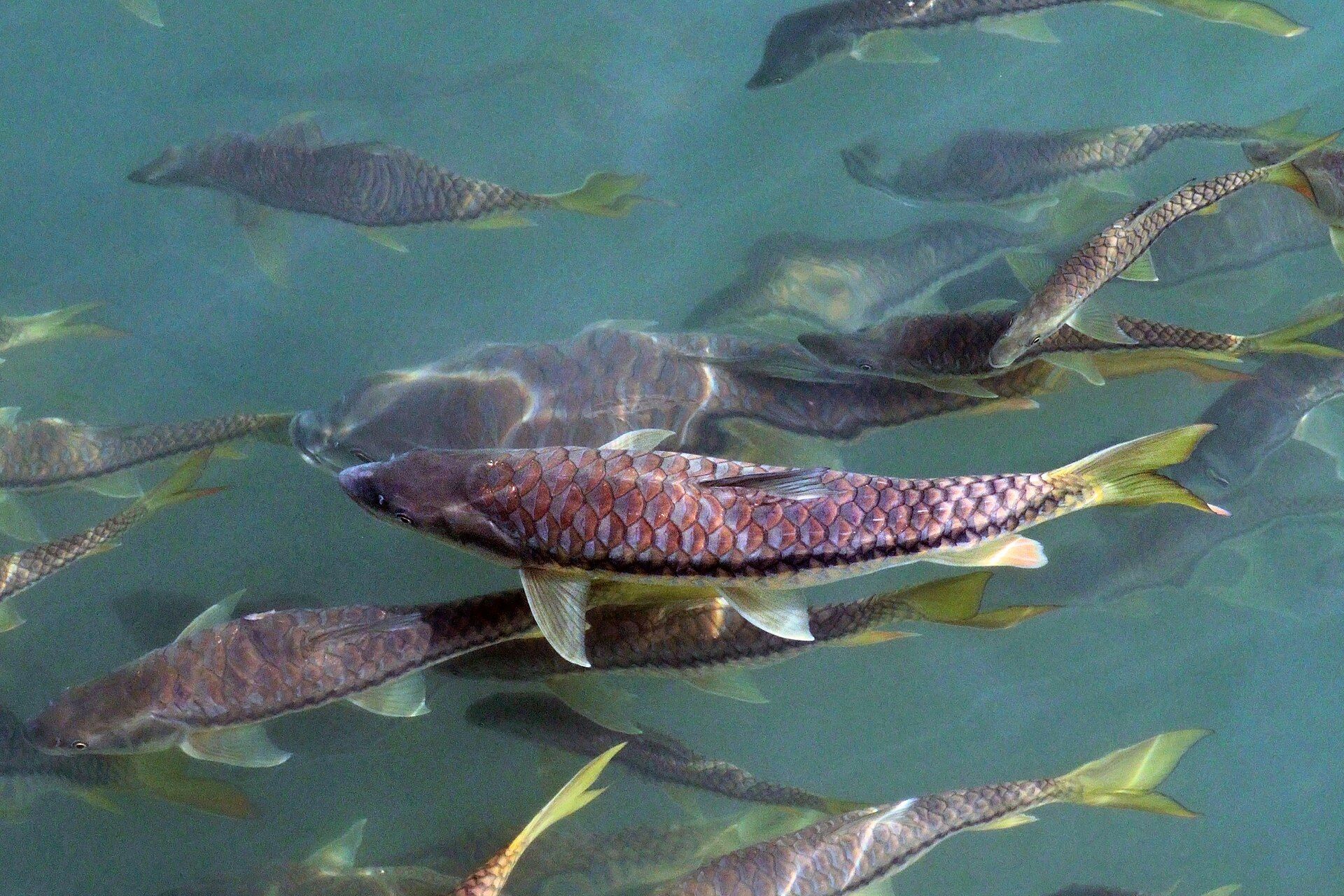 Golden mahseer swimming in clear river water