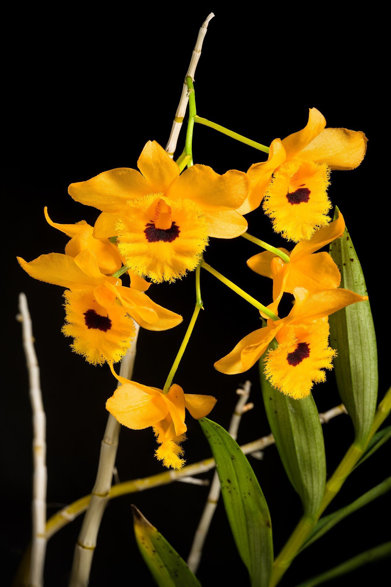 Yellow Dendrobium orchid flowers