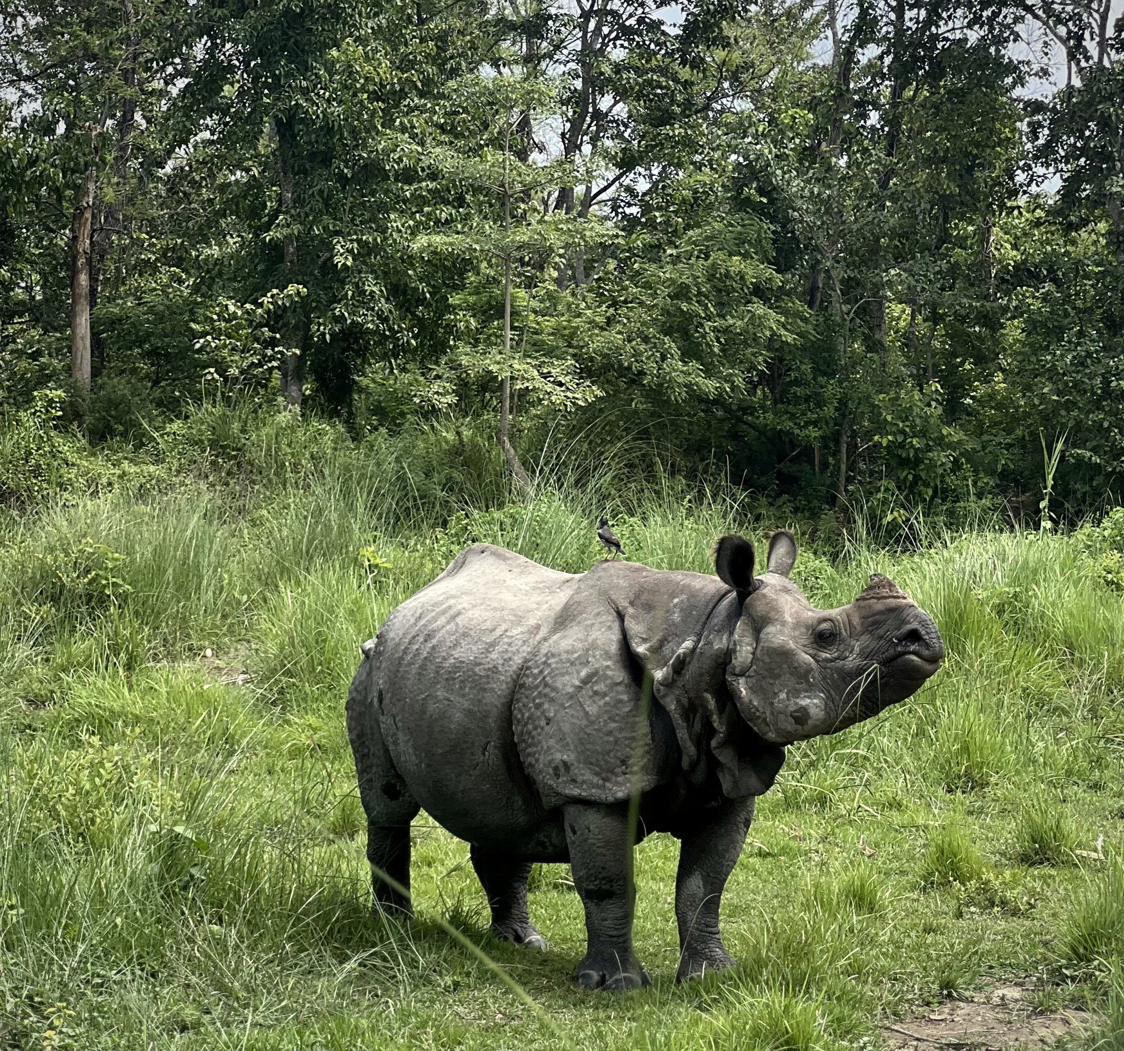 Greater one-horned rhinoceros in grassland at the forest edge, Chitwan National Park